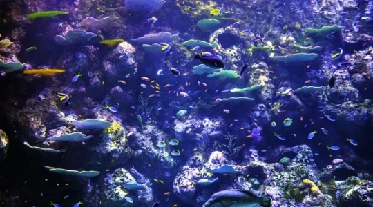 サンゴ礁